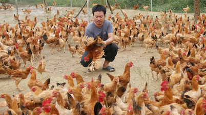 Nuôi gà thảo dược cho thu nhập cao