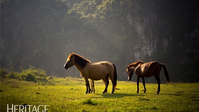 ڈونگ لام گھاس کا میدان دریافت کریں۔