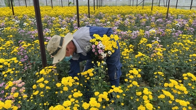 Quang Ngai menggalakkan pengeluaran pertanian berteknologi tinggi