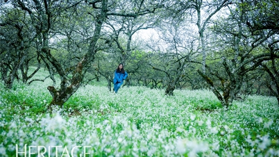 سفید سرسوں کے پھولوں کے موسم میں Moc Chau