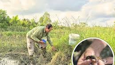 "Rei dos mariscos" nas terras baixas cria mariscos