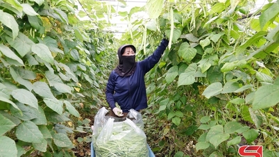 Zöldségtermesztés az év végi piac kiszolgálására