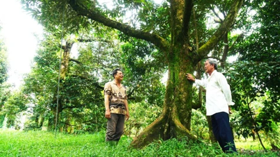Το άτομο που έφερε τα δέντρα ντούριαν στη γη Φου Χούου