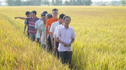 เกษตรกรผู้บุกเบิกคิดต่าง ทำต่าง ปลูกข้าวเพื่อลดการปล่อยมลพิษ