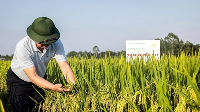 Thai Xuyen 111 - tavaszi termés kiváló minőségű rizsfajta