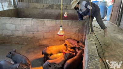 استعادة تربية الخنازير لضمان الإمدادات خلال تيت