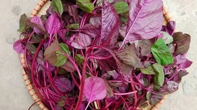 O vegetal "Longevity" custa apenas alguns milhares por maço e raramente é pulverizado com pesticidas.