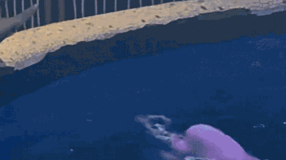 ຄວາມຈິງກ່ຽວກັບປາວານ 'ລົງໂທດ' ນັກທ່ອງທ່ຽວສໍາລັບການສູບຢາໃນຕູ້ປາຂອງຈີນ