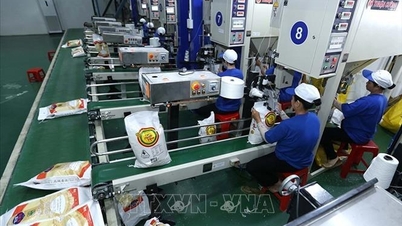 Сенегал временно приостанавливает импорт риса на 1 месяц