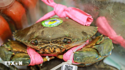 Ca Mau: Efecte pozitive ale transformării digitale în cooperative