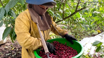 2025년 12월 9일 오늘의 커피 가격: 시장 급락