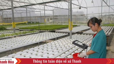 Объединение спроса и предложения создает импульс для дальнейшего развития сельскохозяйственной продукции Тханьхоа (Часть 1): Разработка ключевых сельскохозяйственных продуктов с применением высоких технологий в больших масштабах