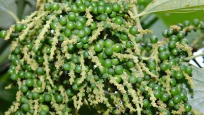 2025年12月9日今日の胡椒価格：国内価格は若干変動