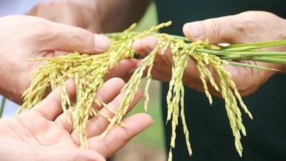 2025年12月9日現在の米価：米は上昇傾向