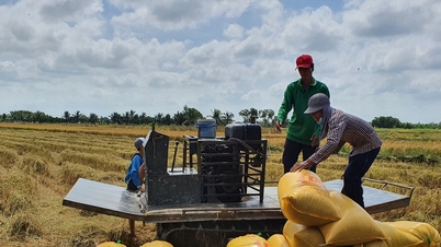 Rice price today December 9, 2025: Exported raw rice price increases