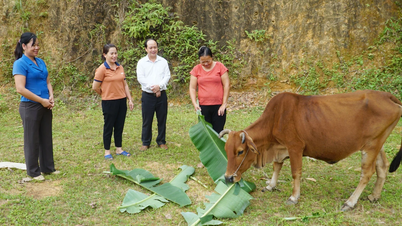 צמצום עוני ביין טאן