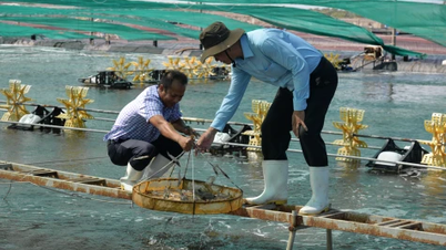 Tan Phu Dong Island Commune: Op weg naar duurzame ecologische productie