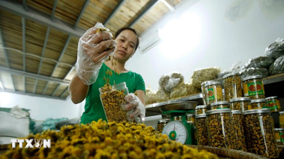 ຫັດຖະກຳຜະລິດຊາກຸຫຼາບພື້ນເມືອງທີ່ເປັນເອກະລັກສະເພາະ “ສຳລັບກະສັດ” ຢູ່ເມືອງຮືງອຽນ