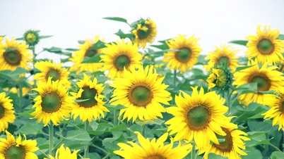 Đồi hoa hướng dương độc nhất vô nhị ở Nghệ An bắt đầu khoe sắc