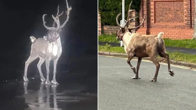 بڈی قطبی ہرن برطانیہ میں کرسمس کی تقریب سے بچ گیا۔