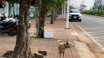 HCMC: Proposal to support vaccination costs for livestock and poultry