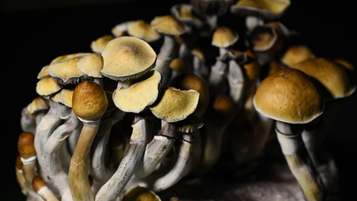 أول دولة أوروبية تسمح باستخدام "الفطر السحري" لعلاج الاكتئاب