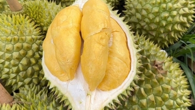 Los precios del durián Ri6 y Monthong se disparan