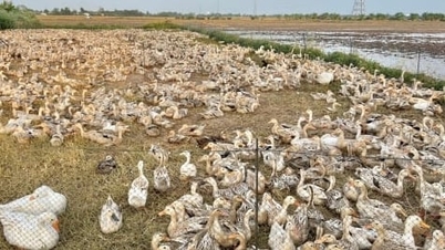 Ca Mau previne urgentemente a gripe aviária