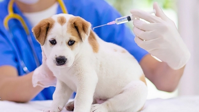 Chi 23 tỷ đồng mỗi năm tiêm vaccine phòng bệnh động vật