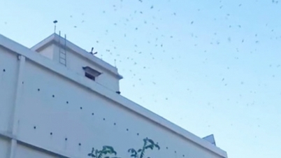 Em que áreas da cidade de Hue é proibida a criação de andorinhões?