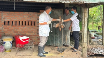 Die Impffortschritte beschleunigen, um die Nutztiere zum Jahresende zu schützen.