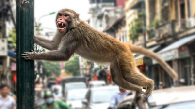 تعرض العديد من الأشخاص في دونج ناي لهجوم من قبل القرود البرية أثناء تواجدهم في المدينة.