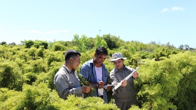 Avkodning av den biologiska aktiviteten hos växten Polyscias fruticosa
