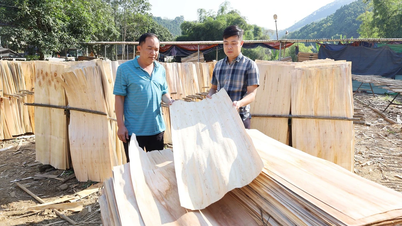 Bao Ha zvyšuje příjmy lidí z výroby překližky