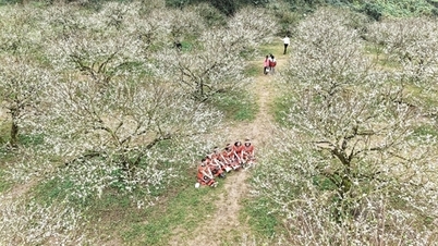 ดอกพลัมบานเร็วบนที่ราบสูงม็อกโจว