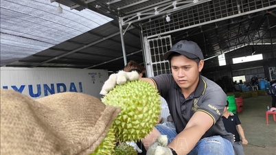 Die Durianpreise sinken in der Nebensaison zu Beginn der Saison.