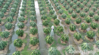 ដុងថាប៖ ទប់ស្កាត់ និងបញ្ជៀសសត្វល្អិតយ៉ាងសកម្មក្នុងដំណាំរដូវរងា-និទាឃរដូវ