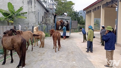 ヴィントン村は貧困世帯と貧困に近い世帯に繁殖用の馬を提供している