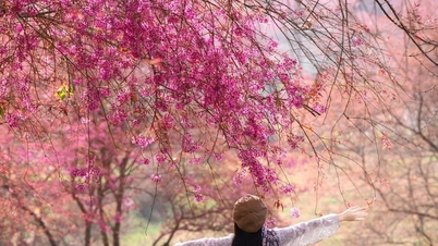 Пагорб Са Па - О Лонг Ті: останній сезон цвітіння сакури