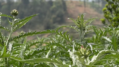 Atiso - “cây xóa nghèo” giúp nhiều hộ dân Sa Pa nâng cao thu nhập, ổn định đời sống