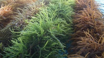 Pěstování mořských řas podél pobřeží Phu Quoc pomáhá udržitelně snižovat chudobu a reagovat na změnu klimatu.