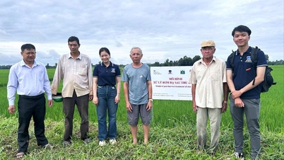 بفضل الكائنات الحية الدقيقة الموجودة في الحقل، يصبح الأرز "أخضر" مرة أخرى بعد الحصاد.