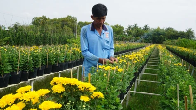 Bunga sedang mekar, bersedia untuk menyambut Pesta Bunga dan Hiasan Sa Dis ke-2