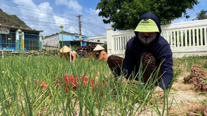 Ly Son promove a redução da pobreza e melhora a vida das pessoas.