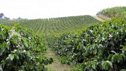 Coffee price today December 10, 2025: Sharp drop to 2.5 month low