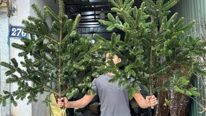 لوگ کرسمس منانے کے لیے دیودار کی تازہ شاخوں کا 'شکار' کرتے ہیں۔