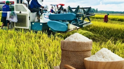 Precio del arroz hoy 9 de diciembre: El arroz fresco aumenta, el precio del arroz se mantiene estable