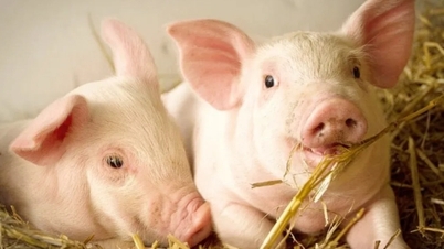 Cena wieprzowiny dzisiaj, 9 grudnia 2025 r.: najwyższa 61 000 VND/kg