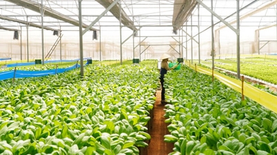 Αστική γεωργία - μια στρατηγική λύση για την πόλη Χο Τσι Μινχ.