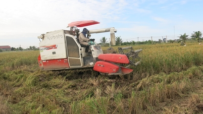 Le riz gluant spécial de Hai Phong bénéficie d'une bonne récolte et d'un bon prix.